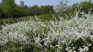 한밭수목원 4월의 봄꽃 만개